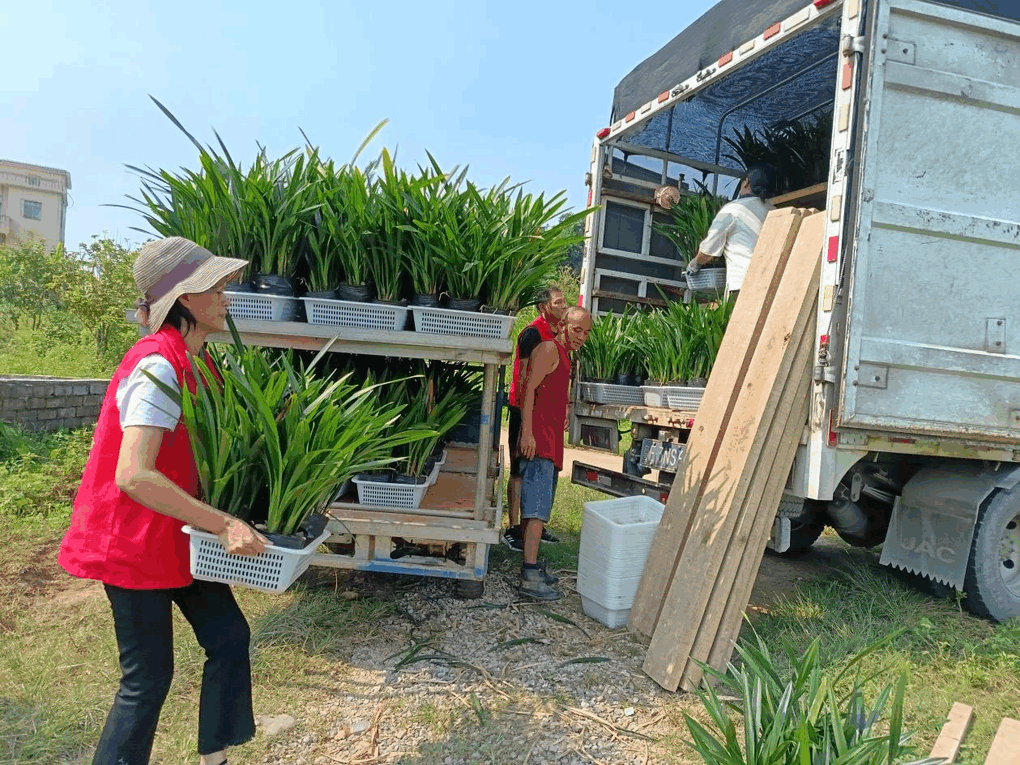 封开长安万岗村代销模式，绘写乡村振兴新画卷