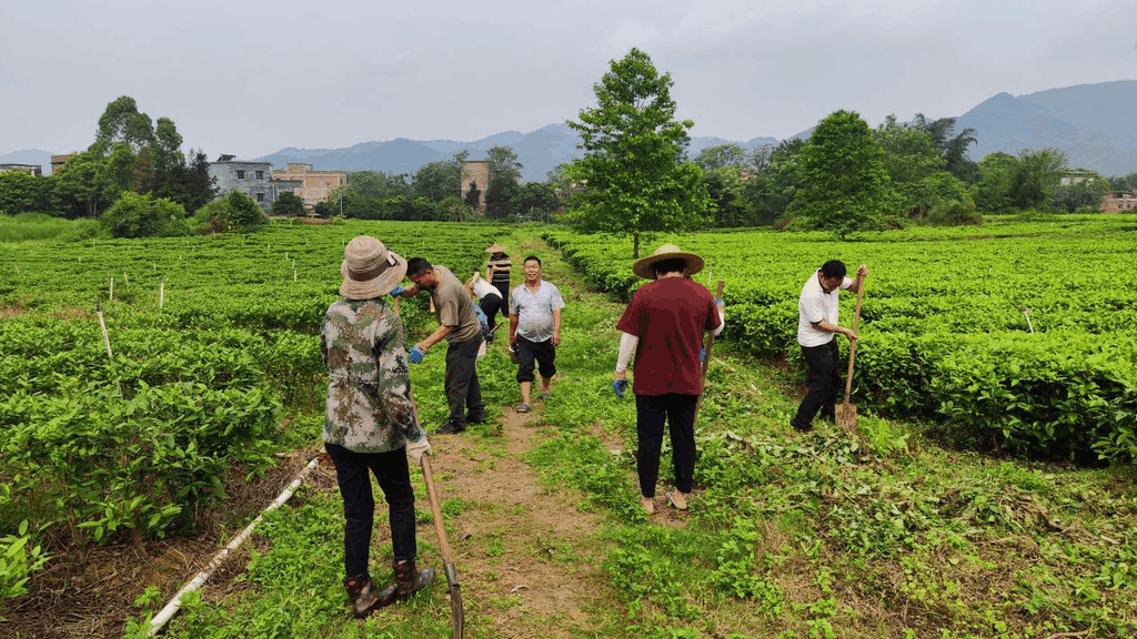 封开长安万岗村代销模式，绘写乡村振兴新画卷