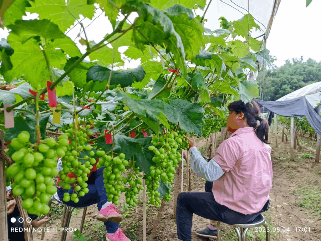 封开长安万岗村代销模式，绘写乡村振兴新画卷