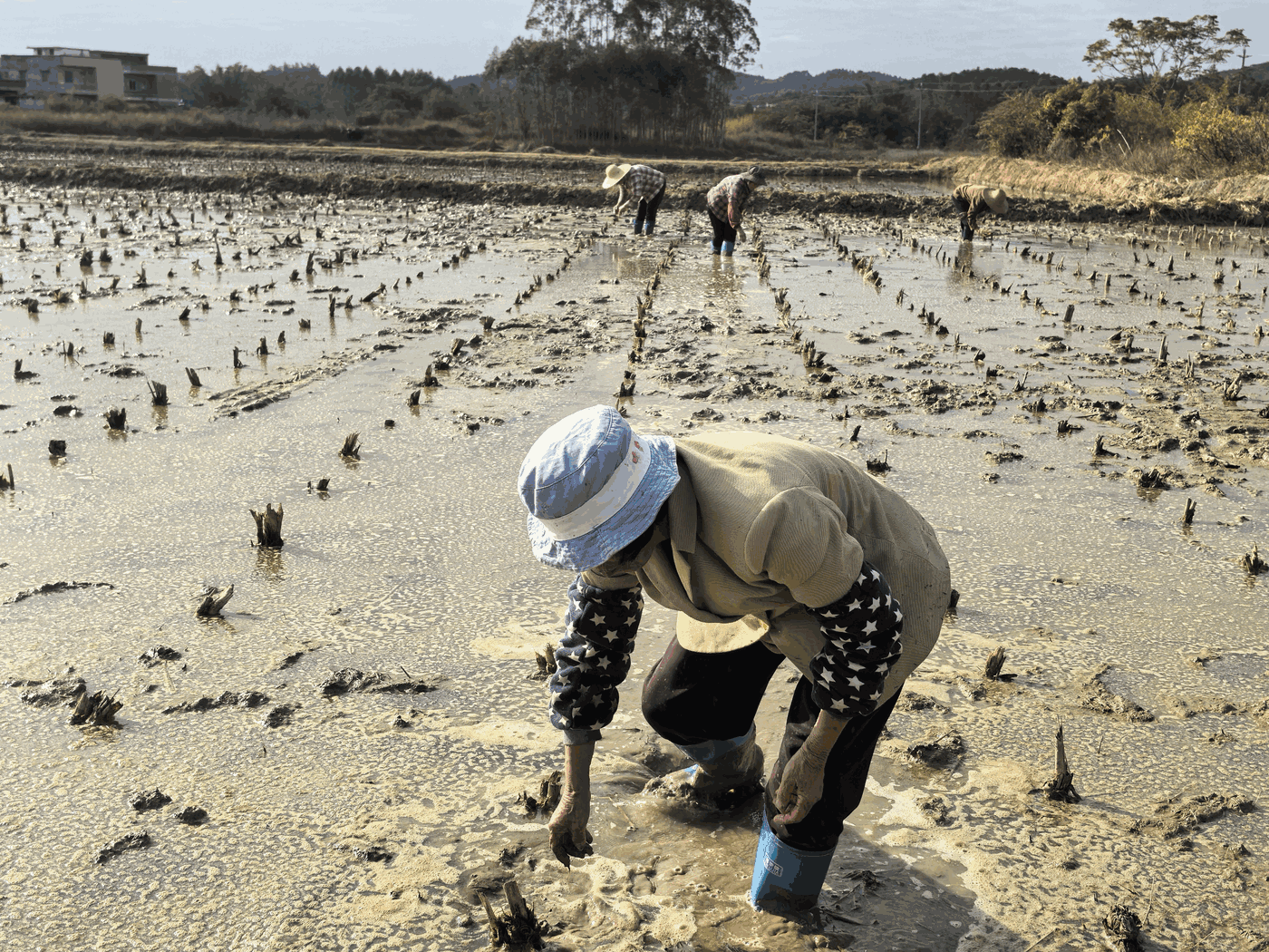 “合作社+招商引资”助力长安东山绿色崛起