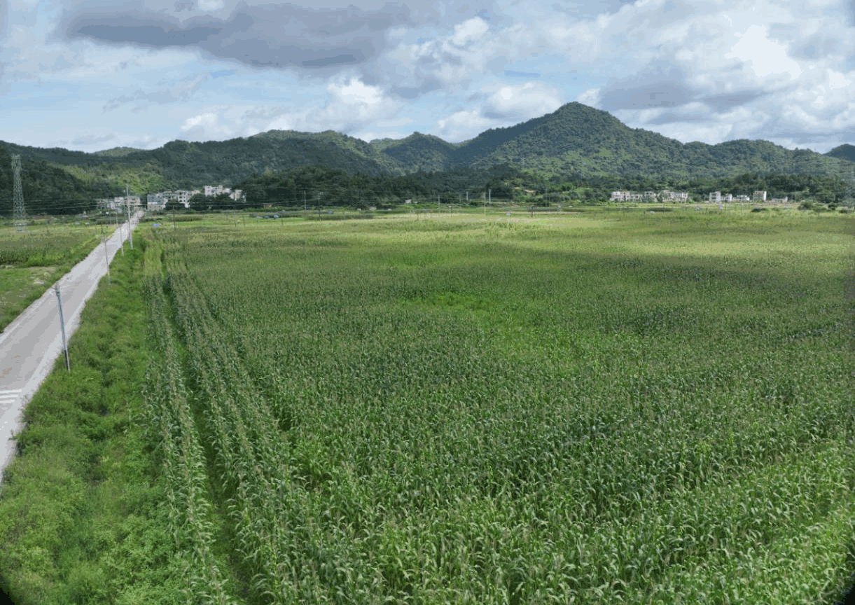 罗董“玉米-油菜”轮作种植实现“一地三收”