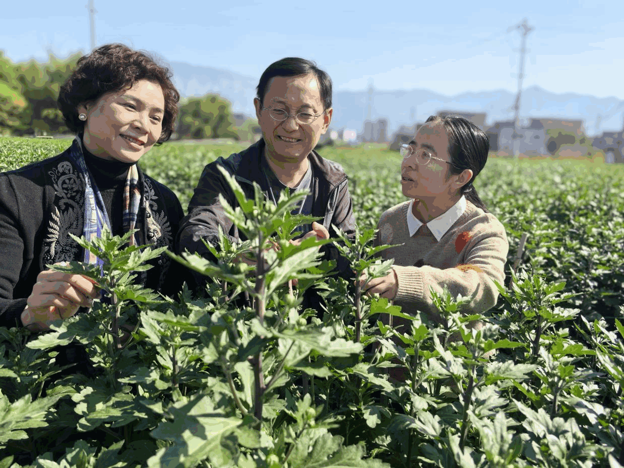 金装万安村探索多元发展路径，集体经济发“新枝”