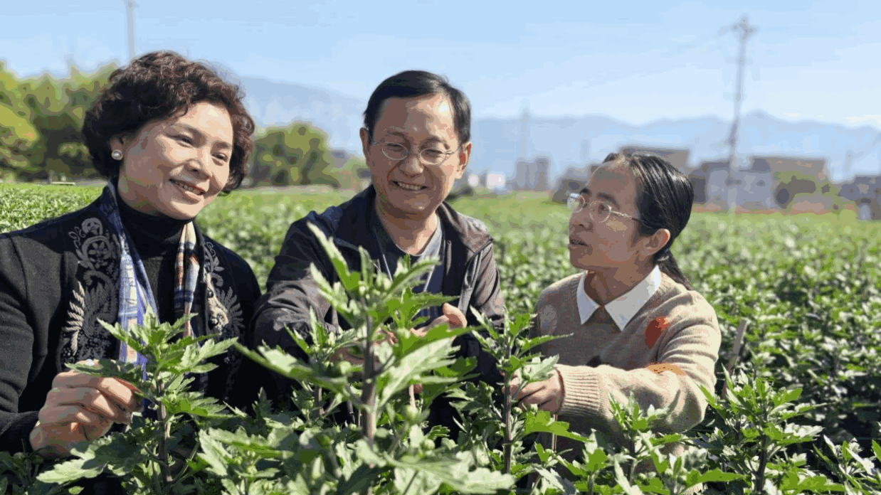 金装万安村探索多元发展路径,集体经济发“新枝”