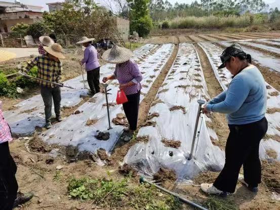 广东省开封县渔涝白沙塘“村委会+工作队”模式，实施花生番薯轮作