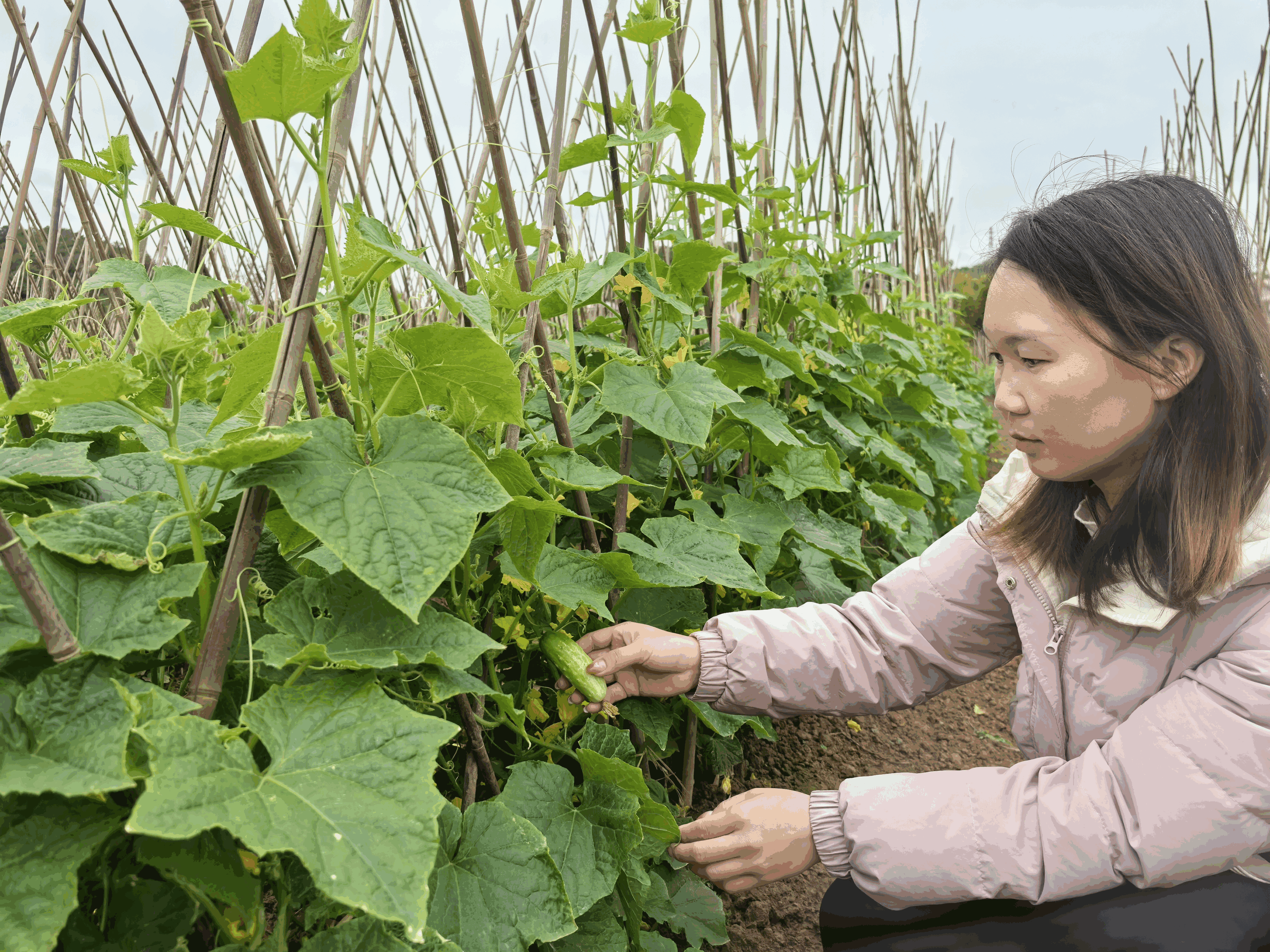 封开平凤小黄瓜大产业、未来可期
