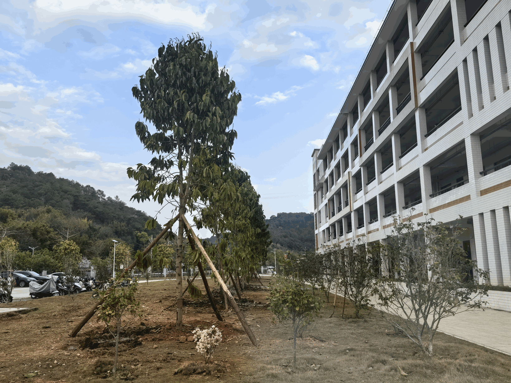 “植”此青绿，为春天上色，封开师生共“树”未来助力“百千万工程”