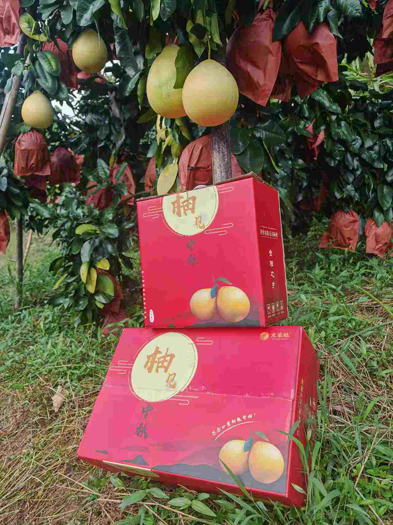 柚馋了红心/三红蜜柚