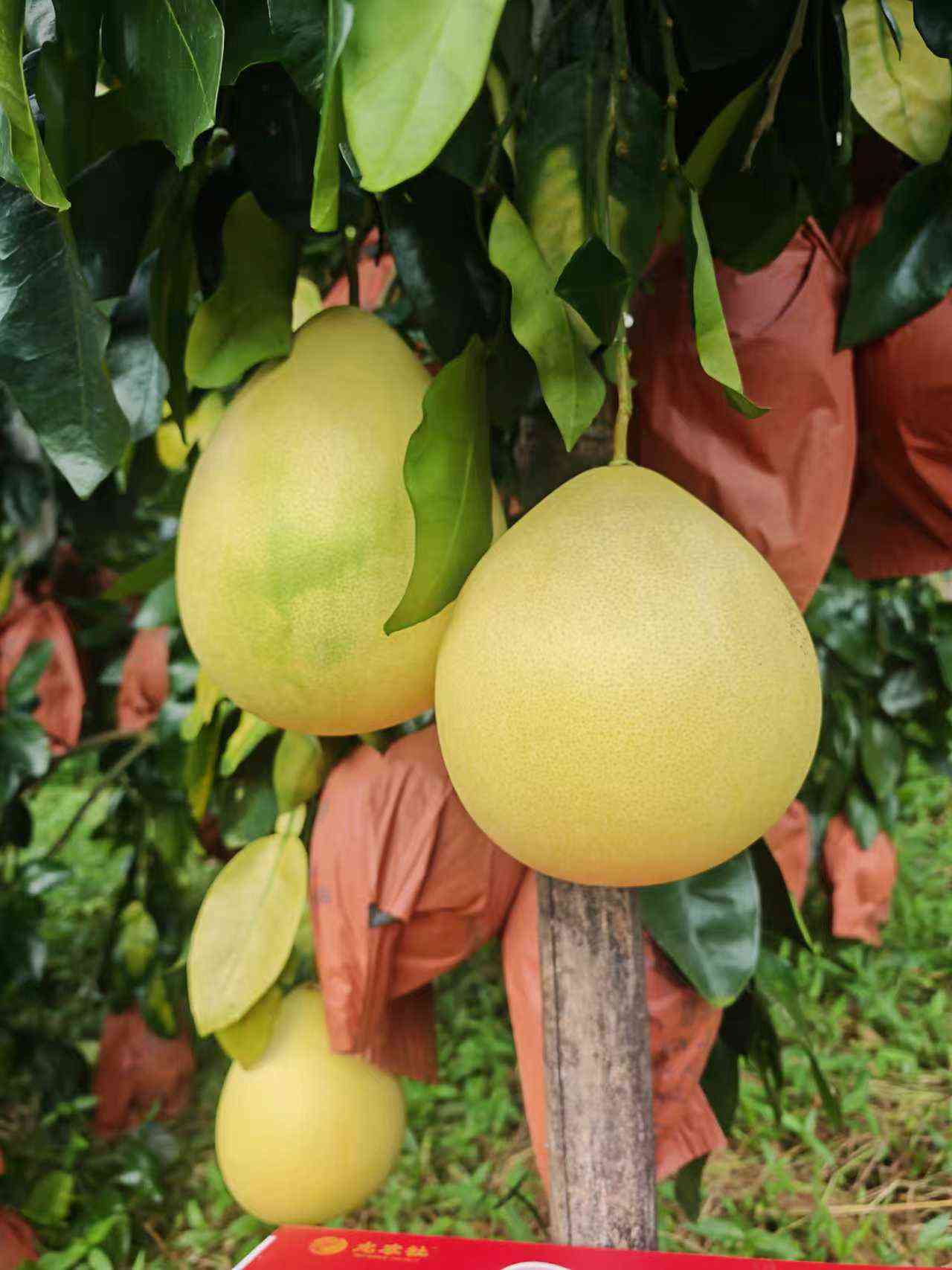 柚馋了红心/三红蜜柚