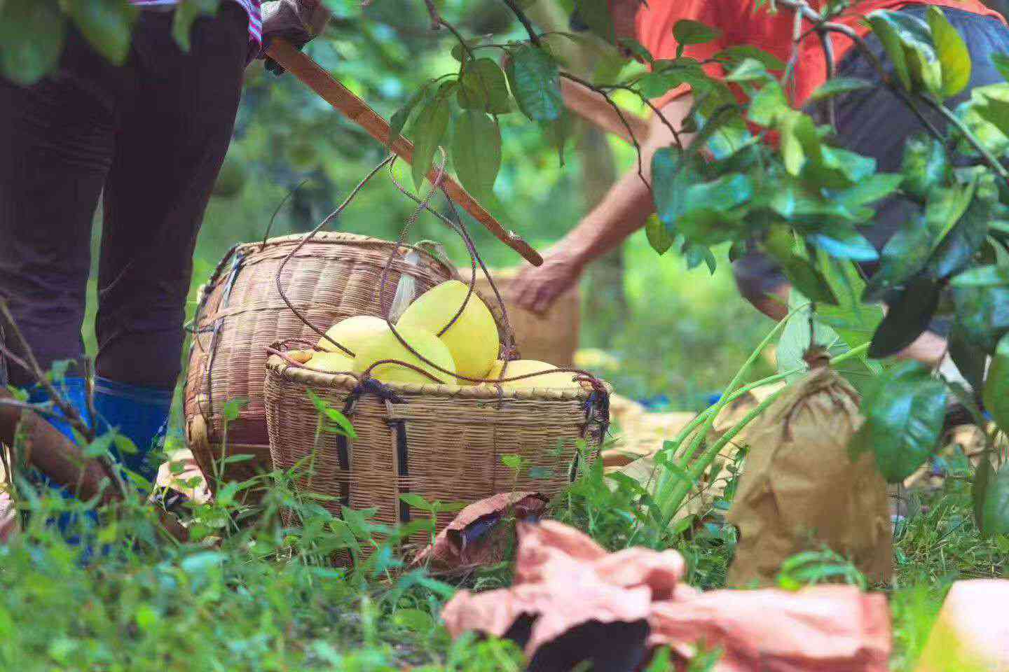 柚馋了红心/三红蜜柚