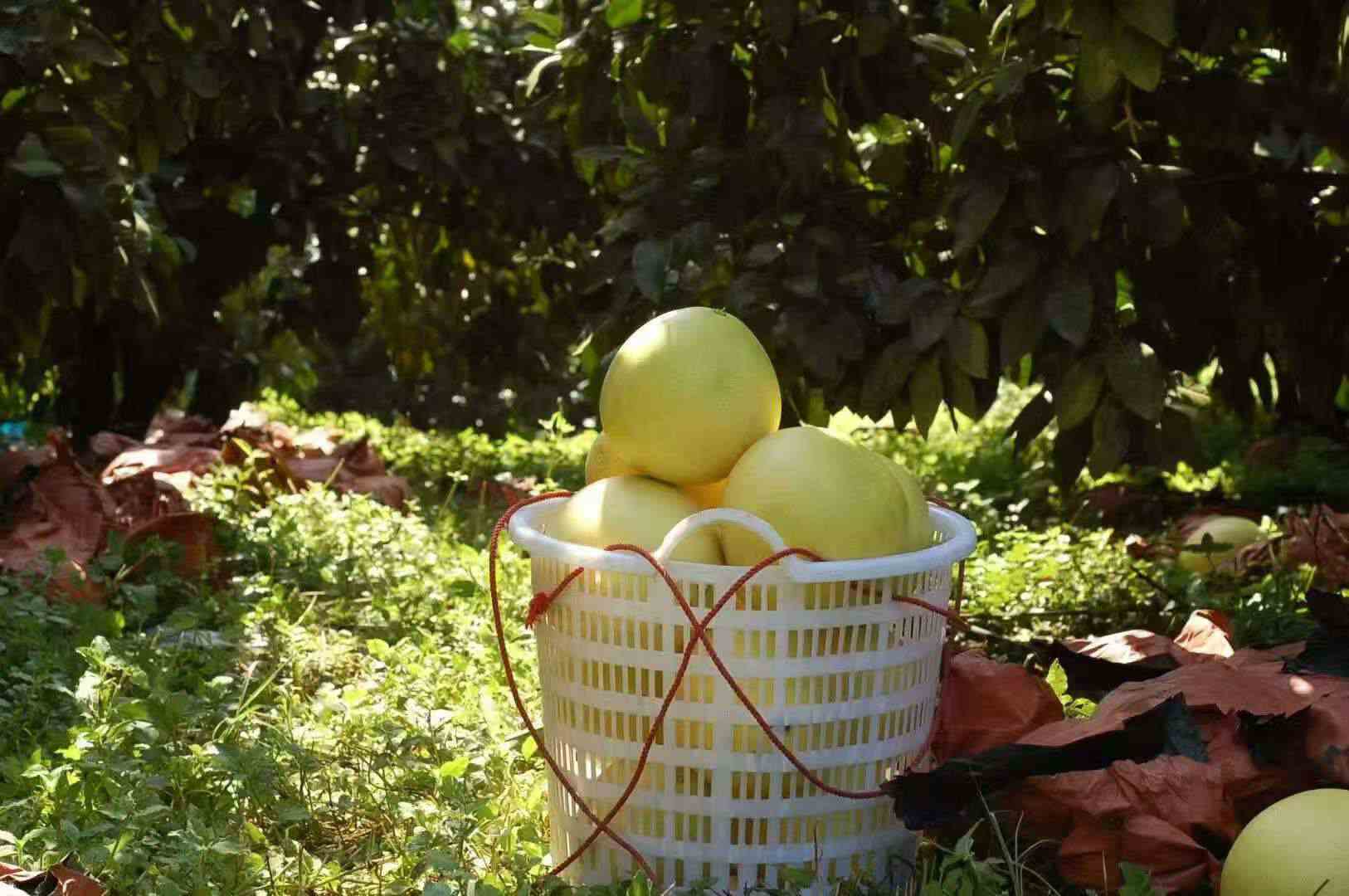 柚馋了红心/三红蜜柚