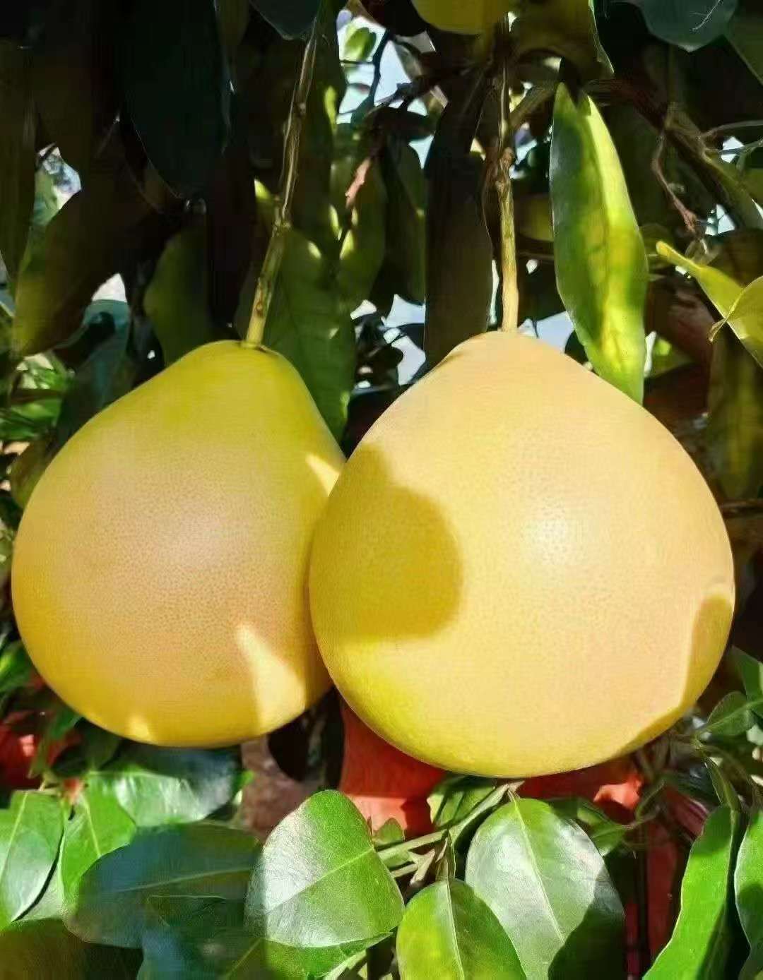 柚馋了红心/三红蜜柚