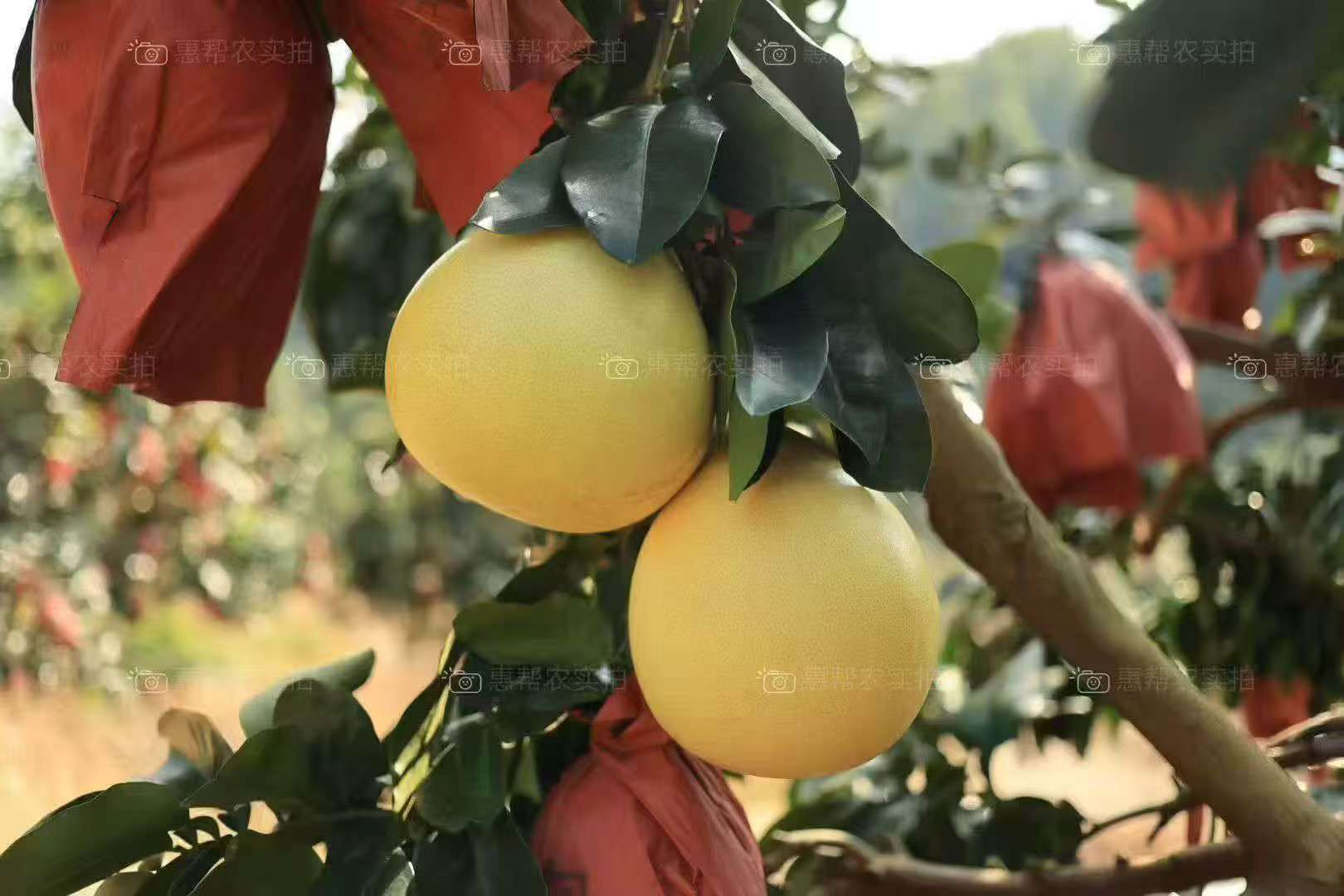 柚馋了红心/三红蜜柚