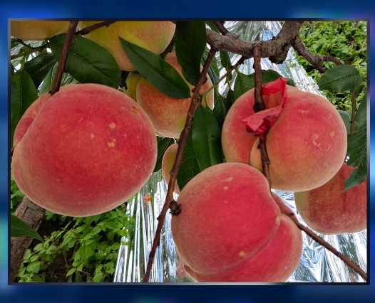 雪山脚下 桃香满园——邀您共品云南雪桃