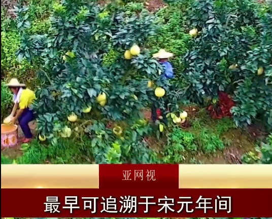 金秋柚香，正当季！亞視为您推荐来自世界长寿之乡的—大埔蜜柚。