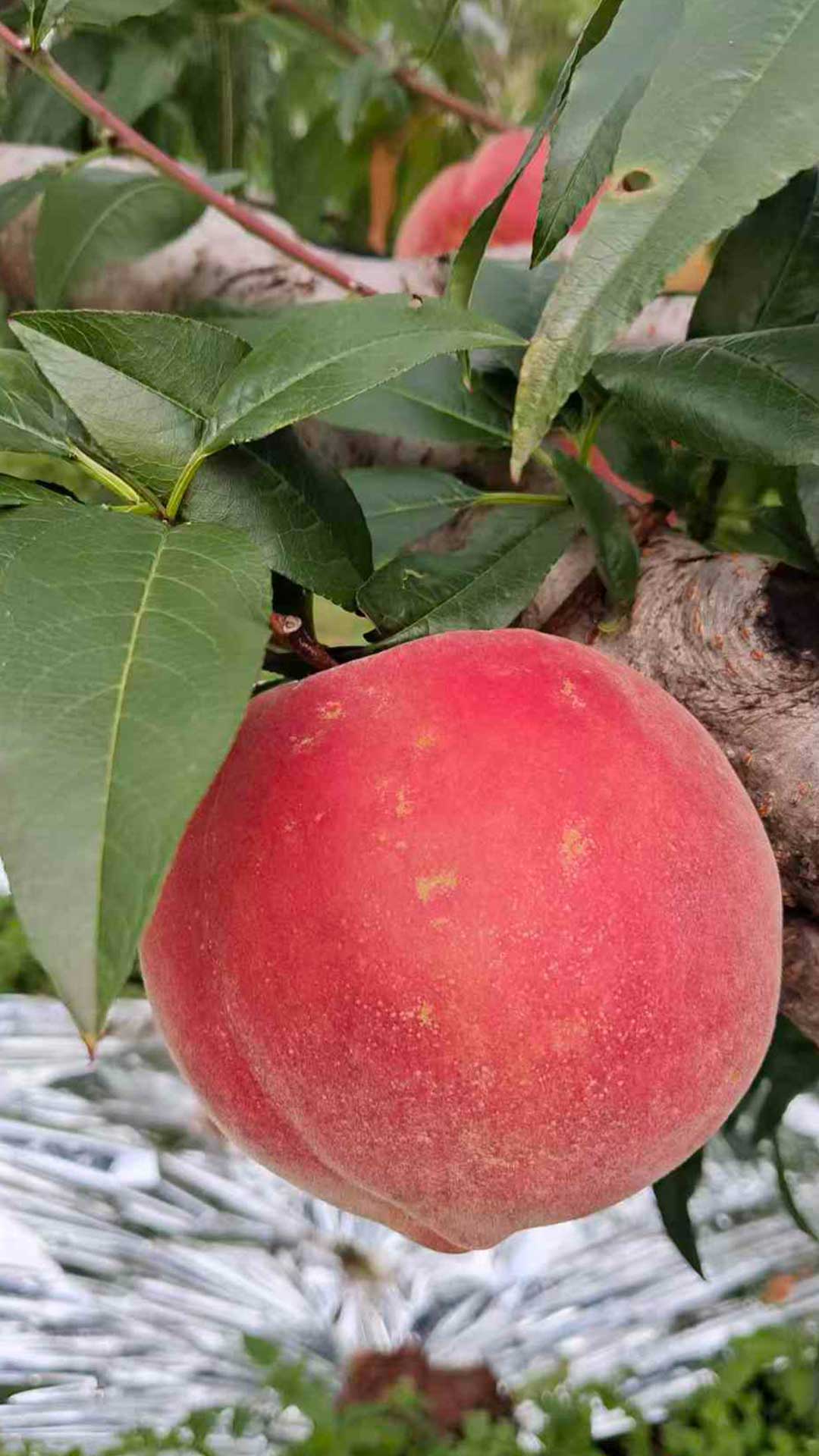 丽江高原大雪桃