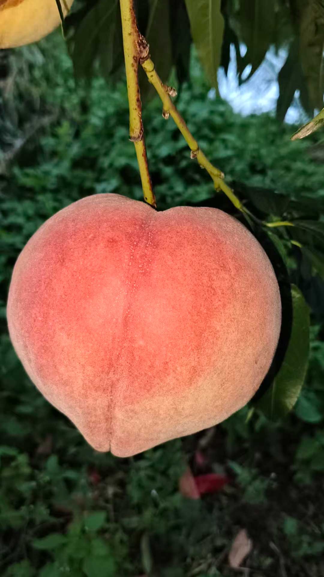 丽江高原大雪桃