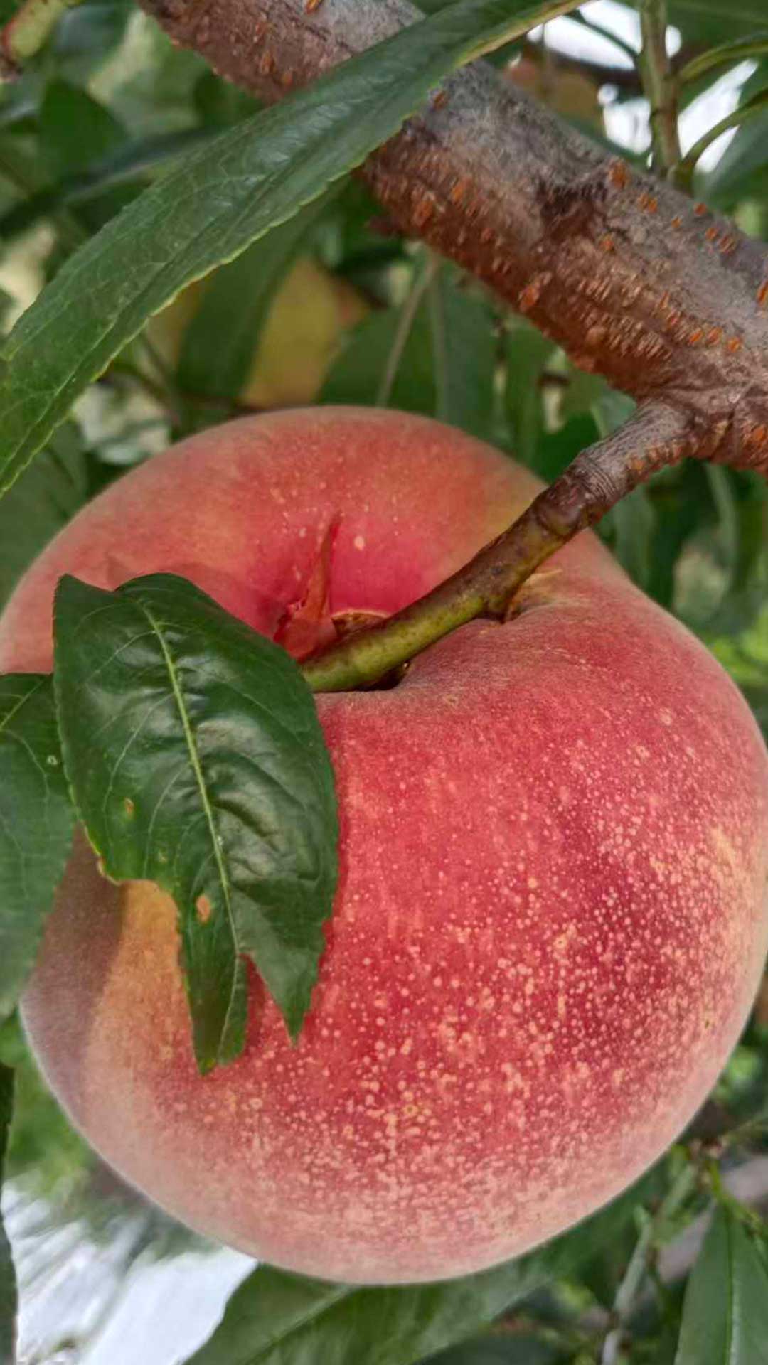 丽江高原大雪桃