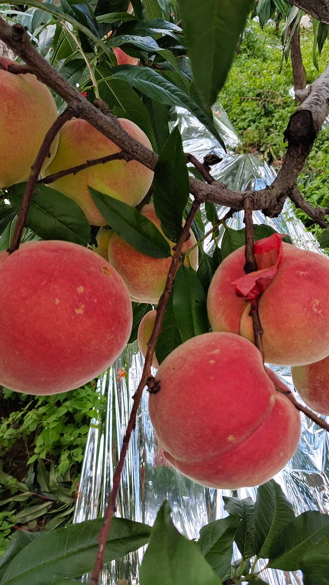 丽江高原大雪桃