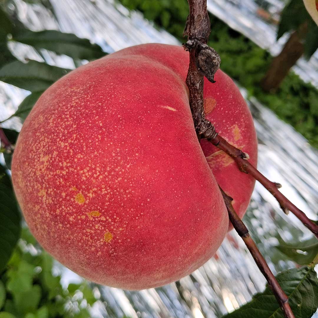 丽江高原大雪桃