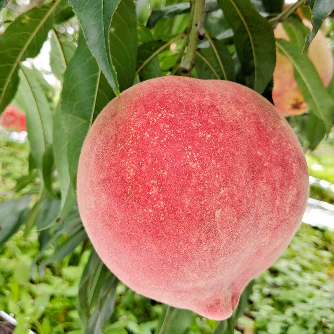 丽江高原大雪桃