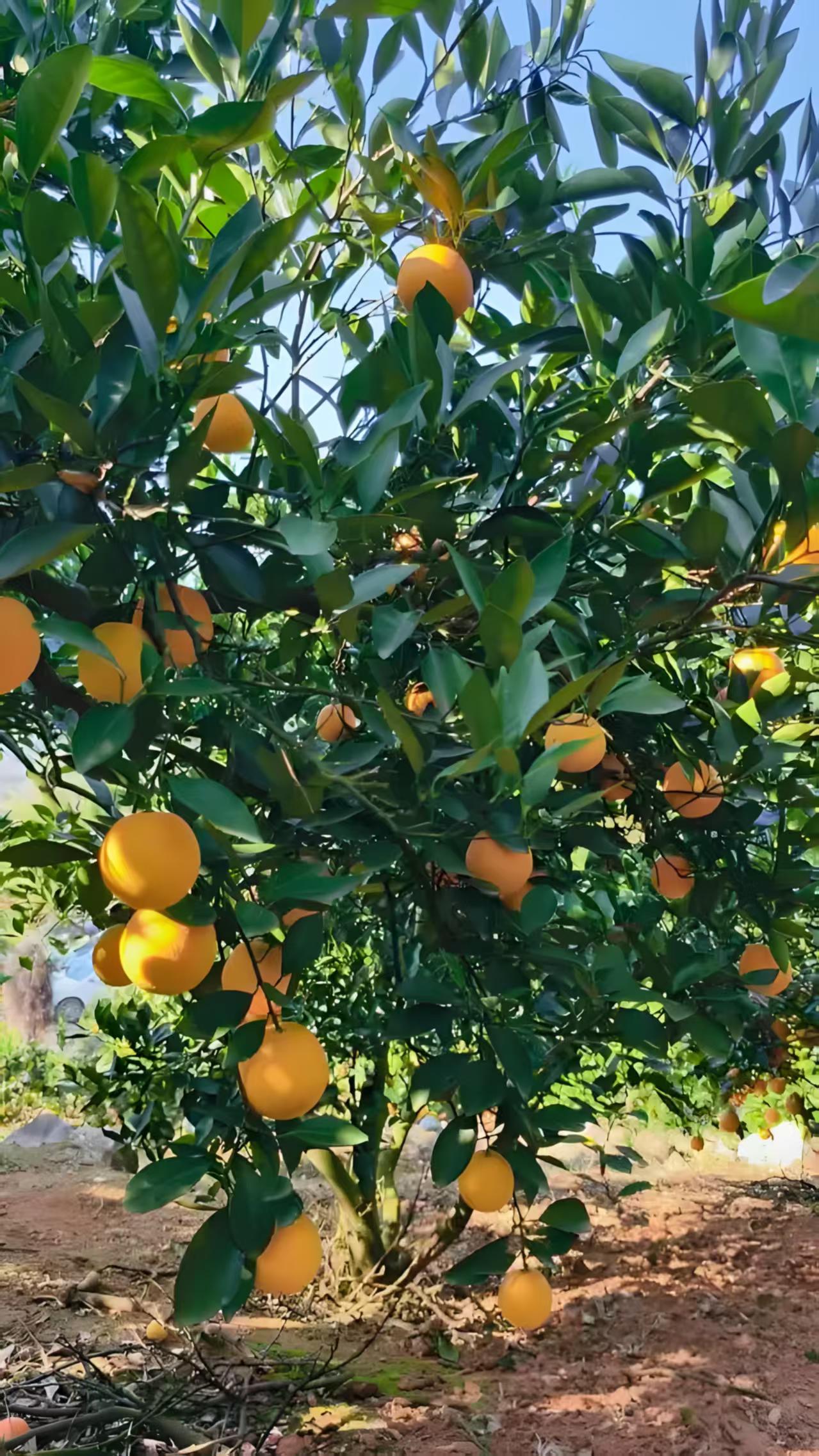 湖南省文旅消费节启幕：“惠民消费券+多元活动”双线驱动，焕新文旅市场活力