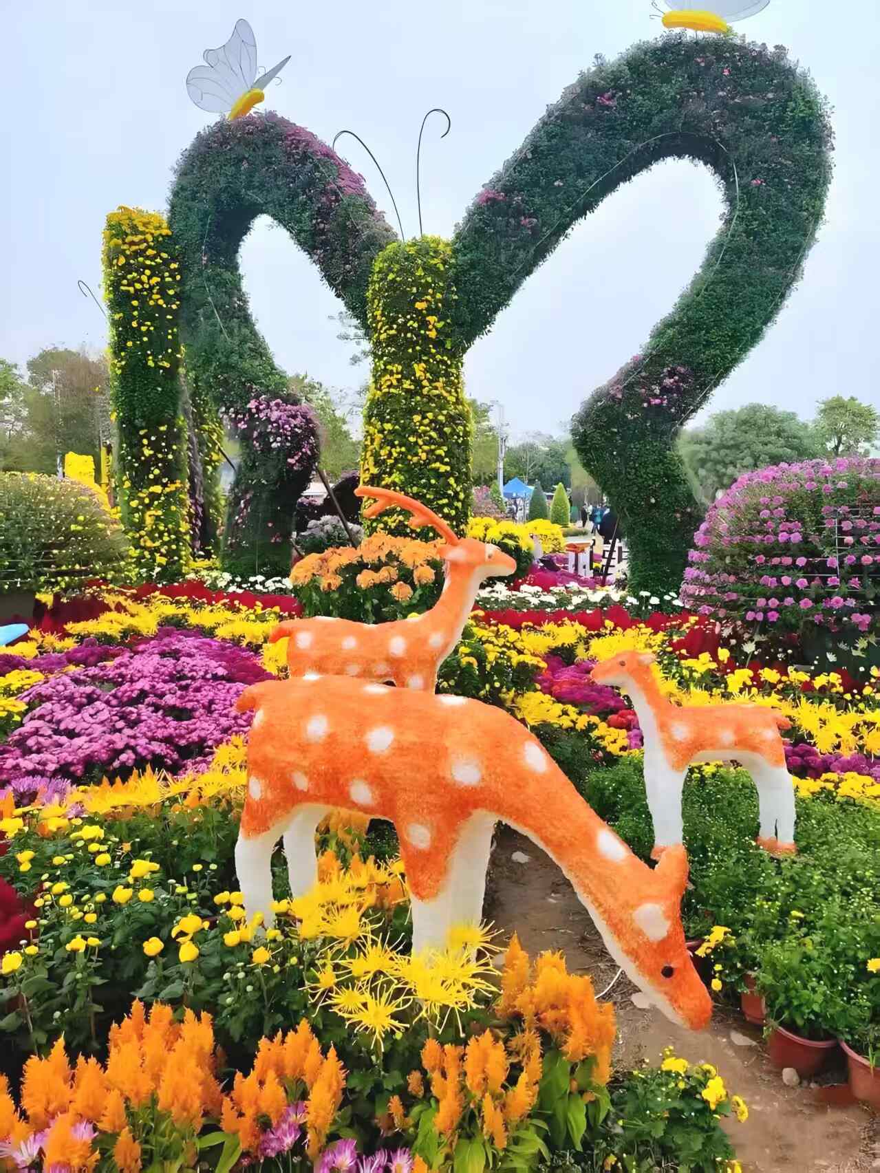 湾区秋日盛宴：小榄菊花会梦幻登场，AI互动与灯光秀邀您共赏“昼夜双景”