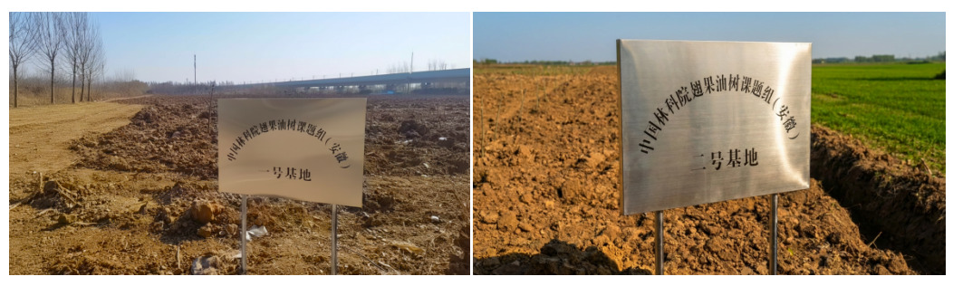 国宝树绽新绿，共富路惠民生 ——阜阳翅果油树激活农业新动能