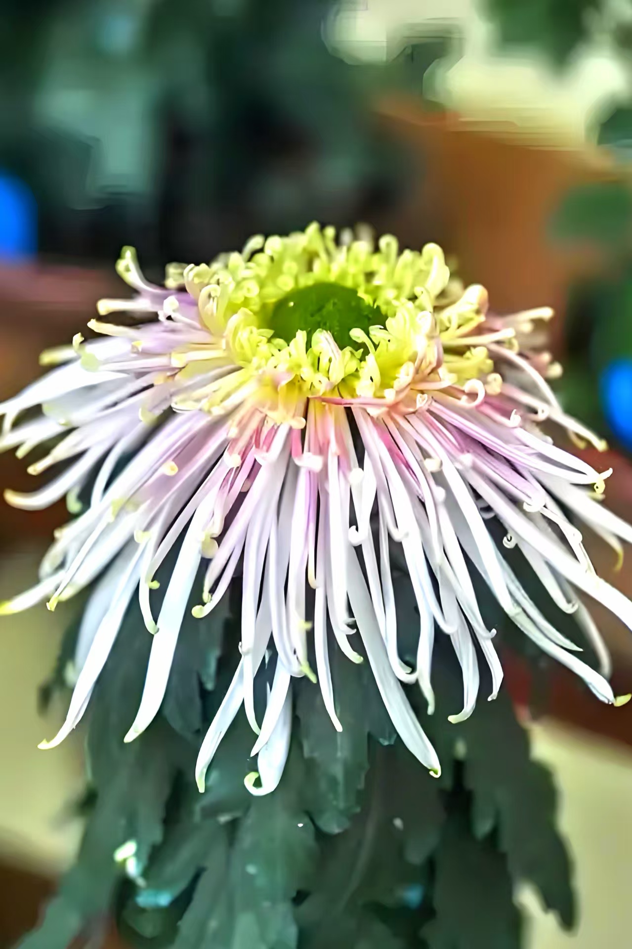 湾区秋日盛宴：小榄菊花会梦幻登场，AI互动与灯光秀邀您共赏“昼夜双景”