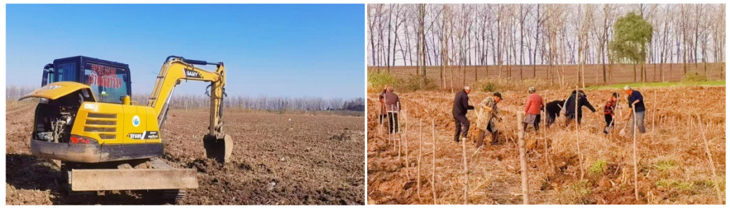 国宝树绽新绿，共富路惠民生 ——阜阳翅果油树激活农业新动能