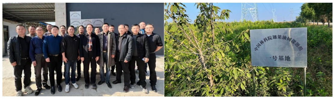 国宝树绽新绿，共富路惠民生 ——阜阳翅果油树激活农业新动能