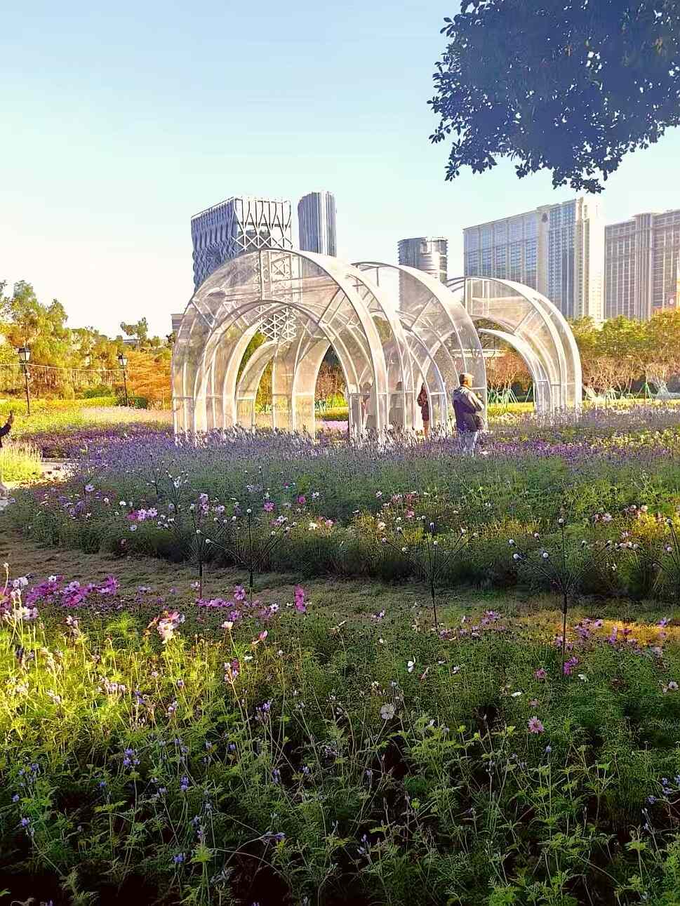 澳门“紫色花田”冬季花卉展揭幕——以花为纽带,展现中西文化交融魅力