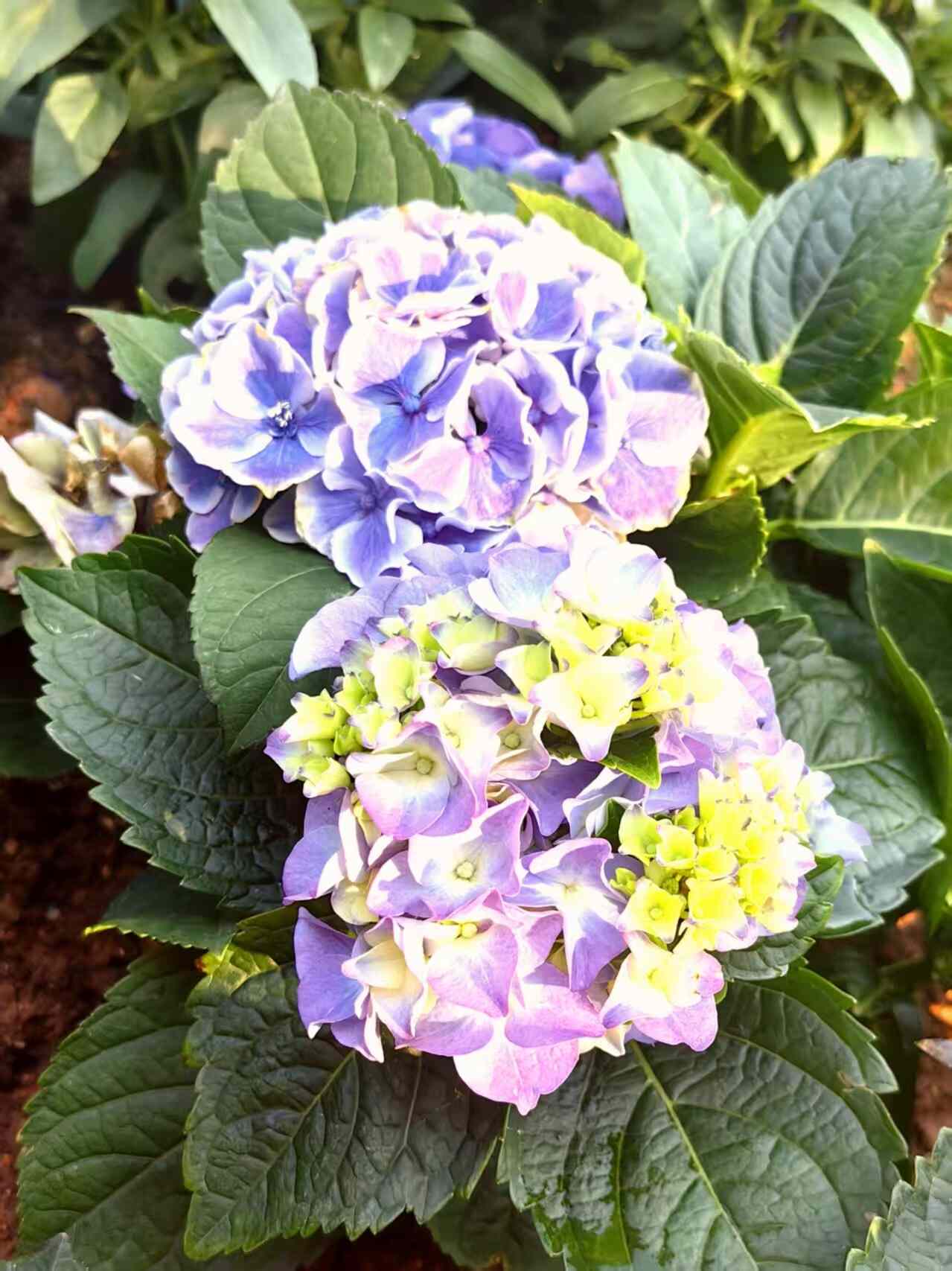 澳门“紫色花田”冬季花卉展揭幕——以花为纽带，展现中西文化交融魅力