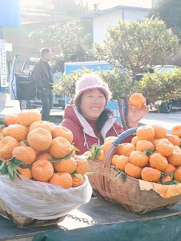 旬阳狮头柑甜蜜上市，秦岭孕育的“黄金果”