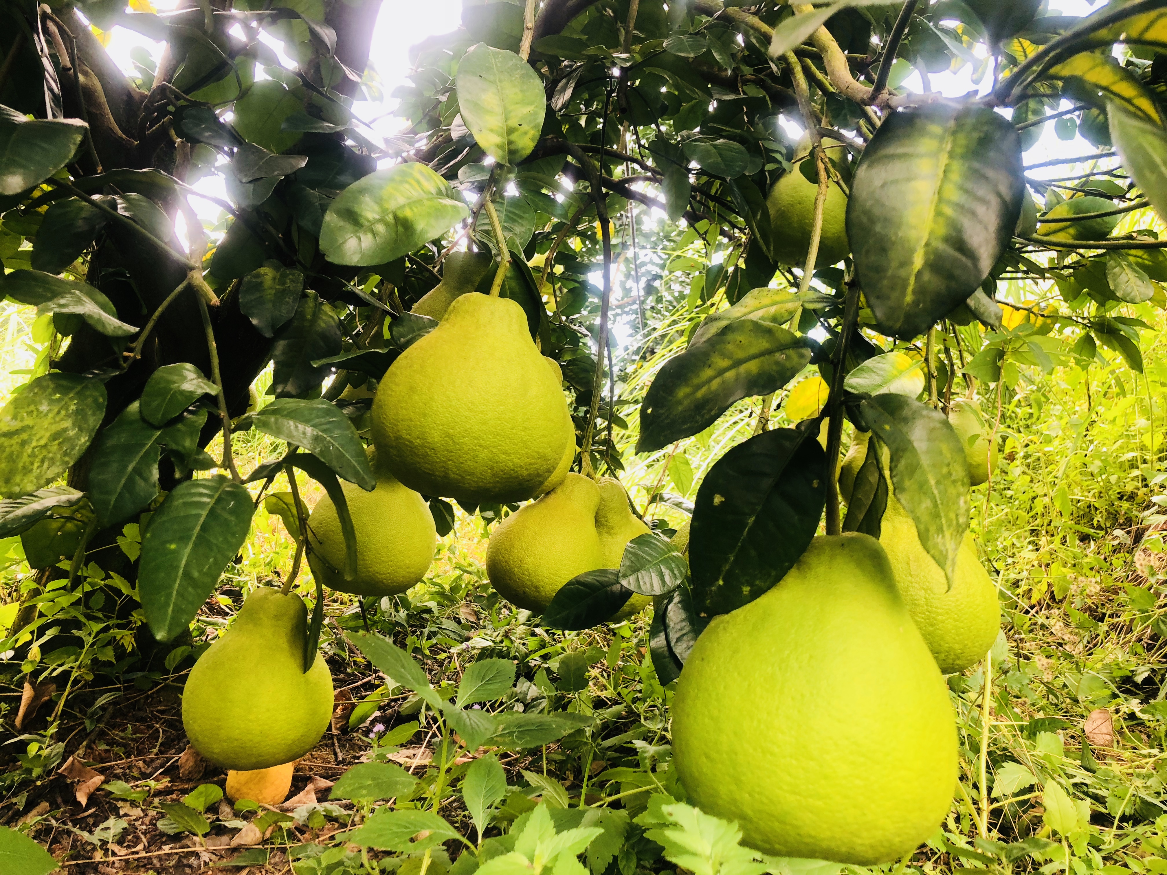 糖化好 纯甜不酸 梅州桃尧沙田柚 肉质脆嫩 清甜爽口 30斤/袋（网袋）