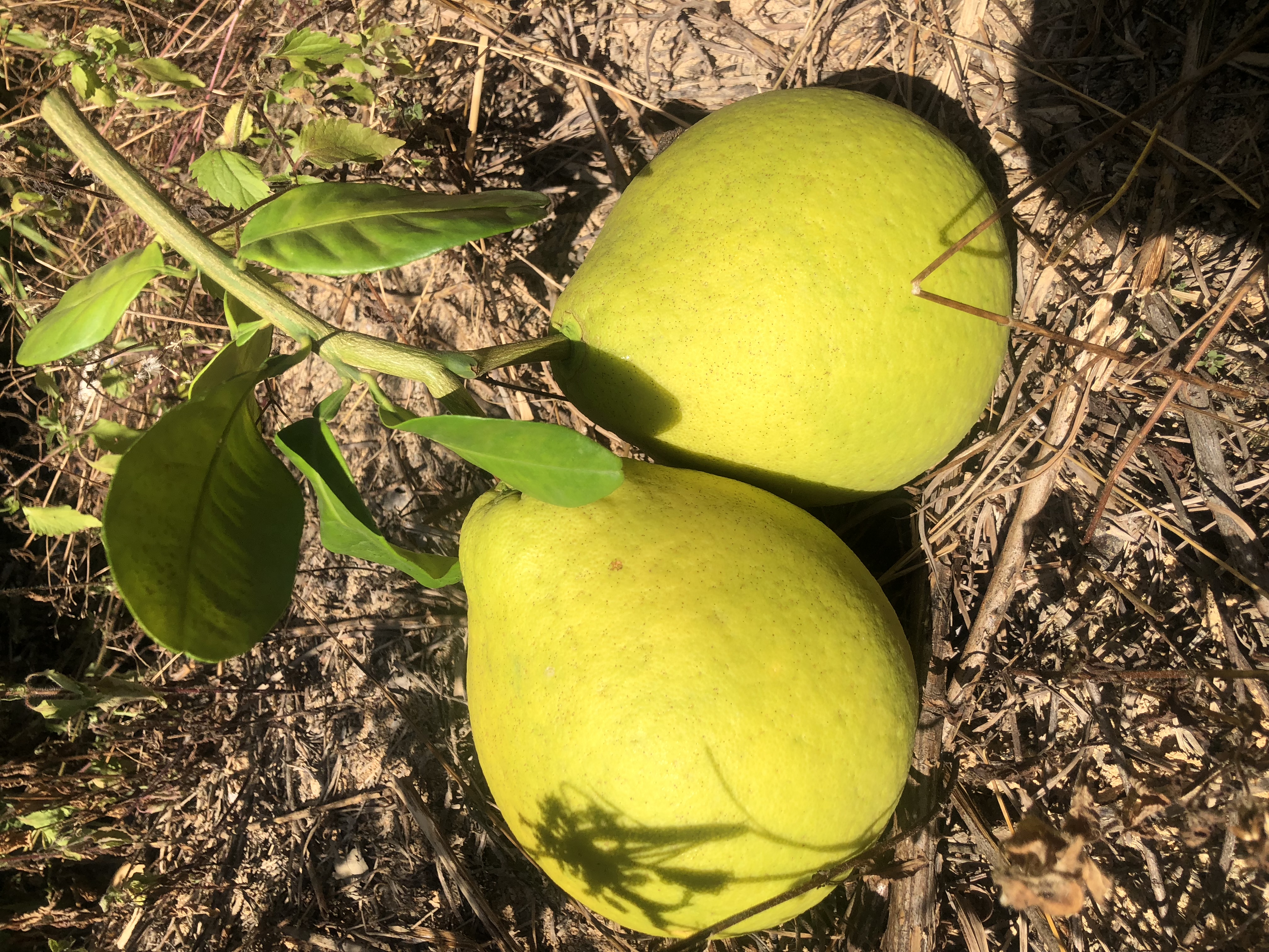 糖化好 纯甜不酸 梅州桃尧沙田柚 肉质脆嫩 清甜爽口 30斤/袋（网袋）