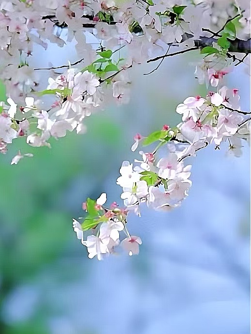 一路繁花向春行：各地花事接力绽放，“赏花+”解锁文旅新体验