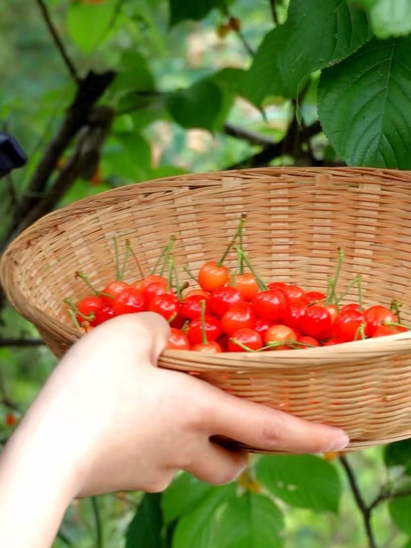 秦岭巴山间樱桃红：旬阳段家河镇“黄金樱桃”迎来上市季