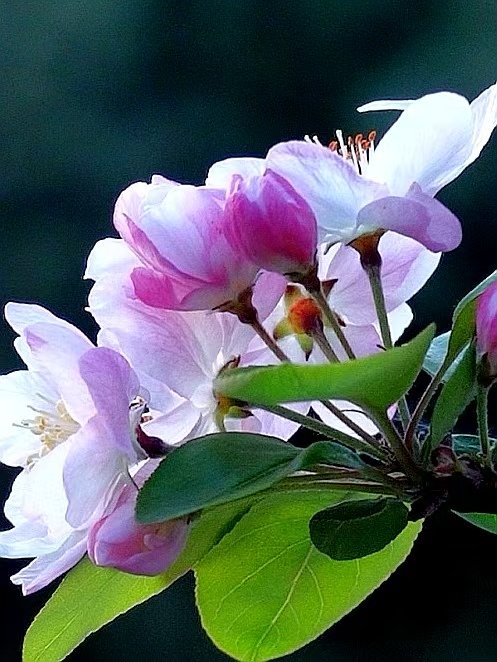 一路繁花向春行：各地花事接力绽放，“赏花+”解锁文旅新体验