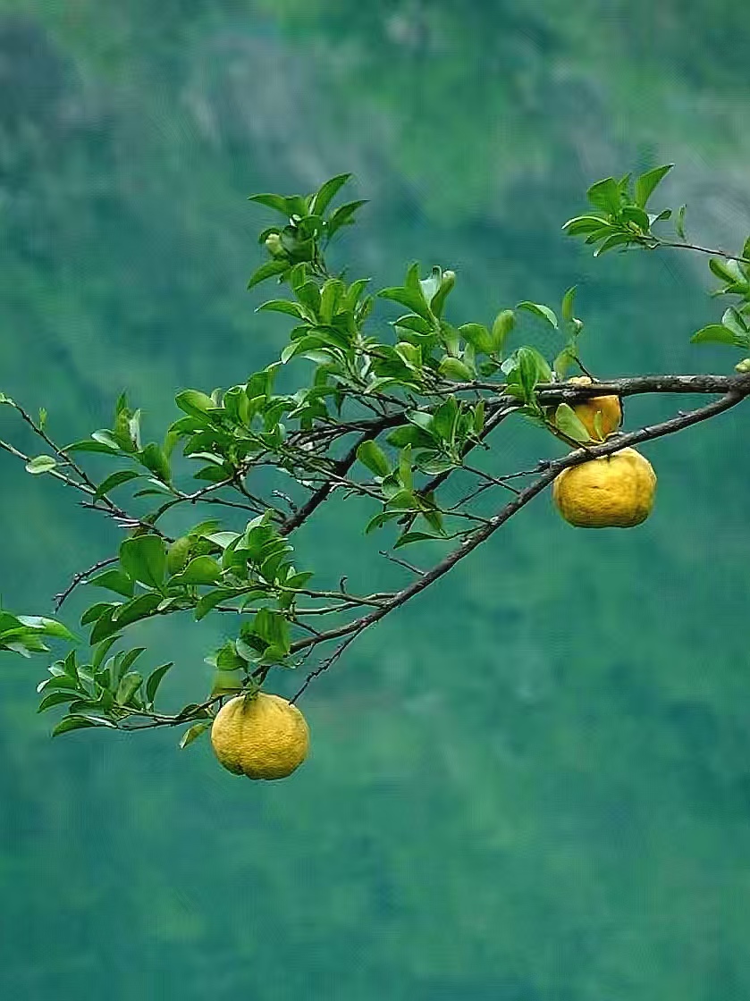秦岭巴山间樱桃红：旬阳段家河镇“黄金樱桃”迎来上市季