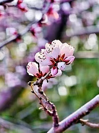 一路繁花向春行：各地花事接力绽放，“赏花+”解锁文旅新体验