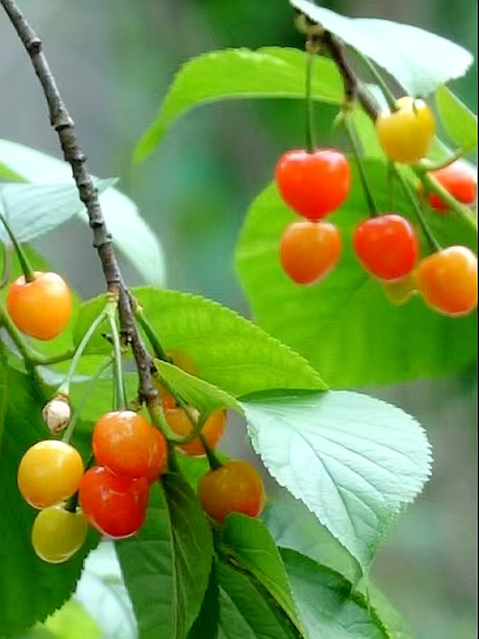 秦岭巴山间樱桃红:旬阳段家河镇“黄金樱桃”迎来上市季