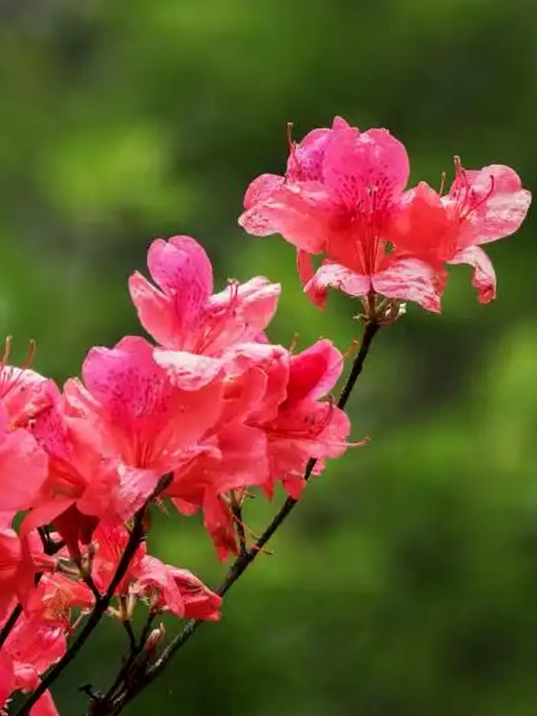 一路繁花向春行：各地花事接力绽放，“赏花+”解锁文旅新体验